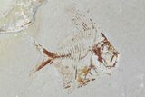 Cretaceous Fossil Fish (Aipichthys) Pos/Neg - Lebanon #173160-1